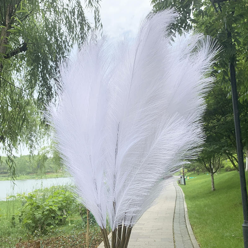 Pampa Blanche – 5 Tiges de 100 cm - La boutique bohème