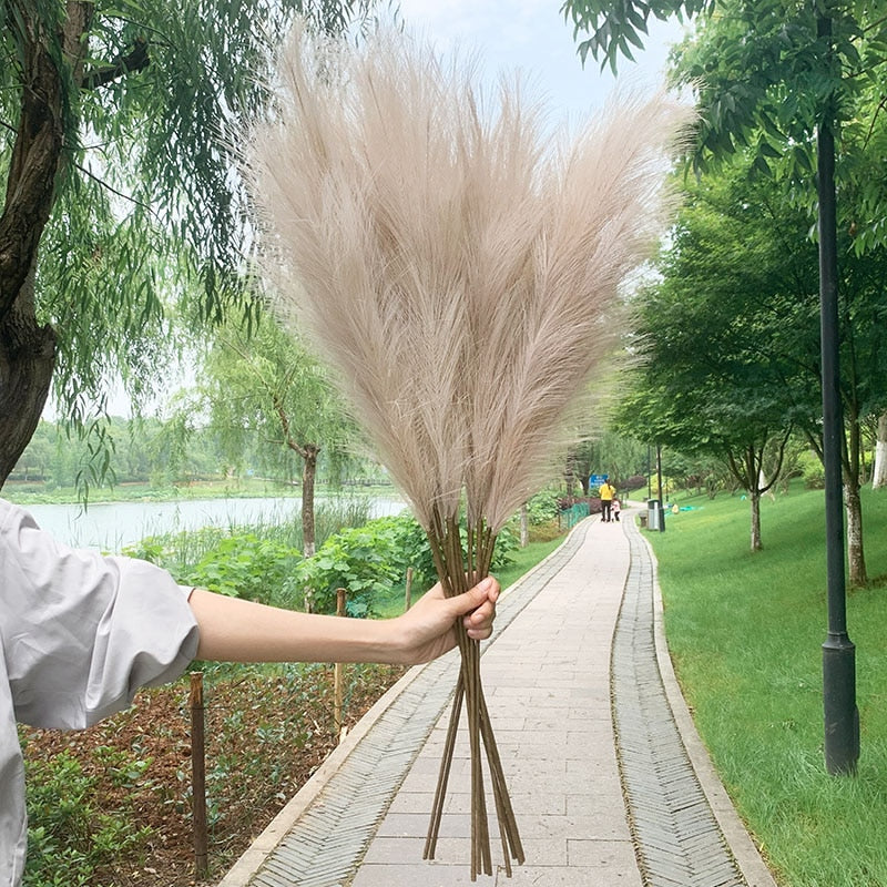 Pampa Grass Grise – 5 Tiges de 100 cm - La boutique bohème