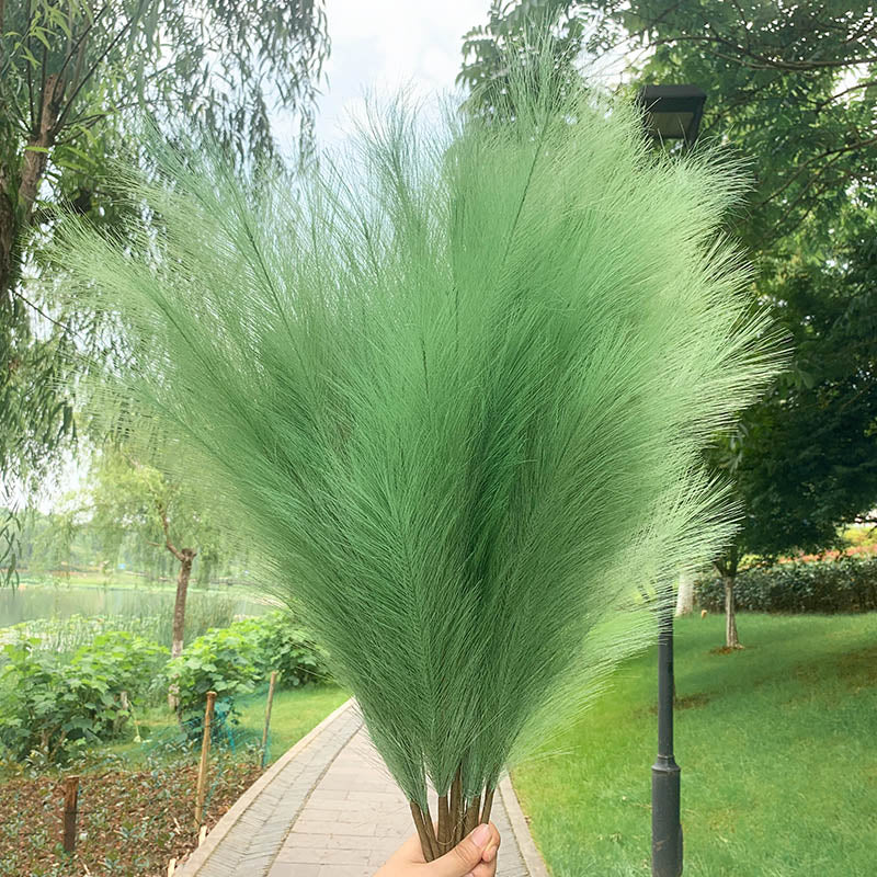 Pampa Verte – 5 Tiges de 100 cm - La boutique bohème